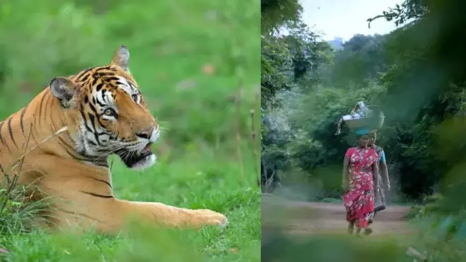 పులి, నల్లమల, గ్రామస్థులు 