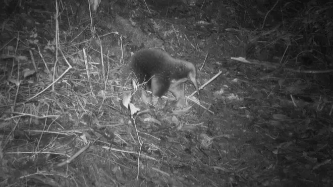 echidna, ekidna, Papua, Cycloop, keragaman hayati, pegunungan, hutan, spesies, ilmuwan