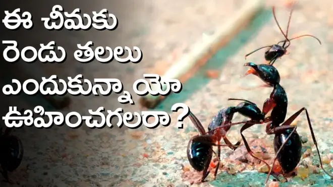 చీమలు 