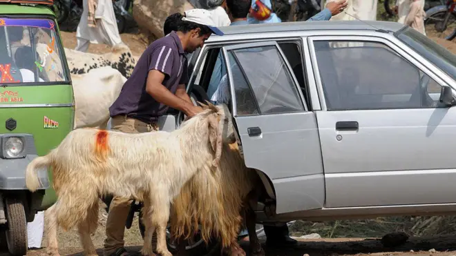 قربانی کے جانور