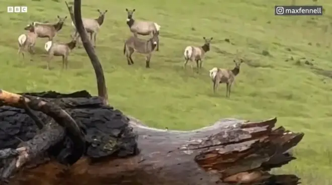 జింకలతో ఉన్న గాడిద