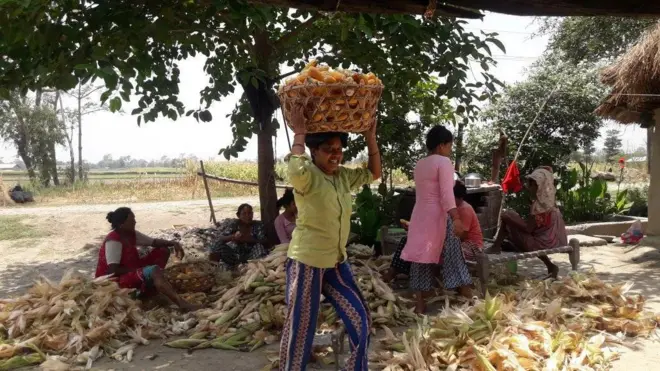 मकैको बाली भित्र्याउँदै कृषक