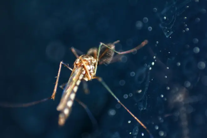 Gros plan d'un moustique