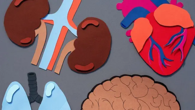 Drawing of internal organs