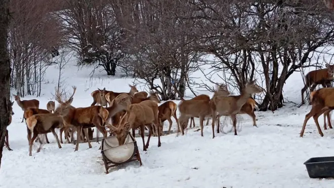 јелени на снегу, у позадини је дрвеће без лишћа