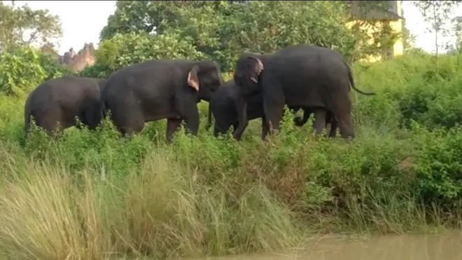 ఏనుగులు 