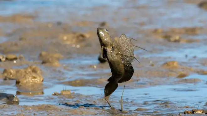 మడ్ స్కిపర్ చేపలు 