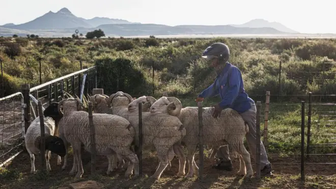 Un berger portant un casque de moto tente de contrôler un troupeau de moutons dans la ferme de Johan Jooste à Victoria West, le 23 mai 2024. Agriculteur de cinquième génération, M. Jooste gère la ferme familiale dans le Karoo, fondée par l'un de ses ancêtres à la fin des années 1800.