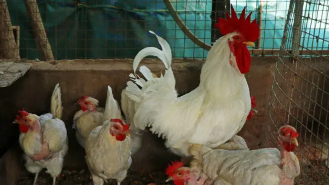 కోళ్ల ఫారాలు