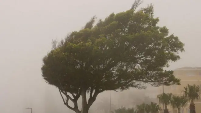 árvore durante forte rajada de vento