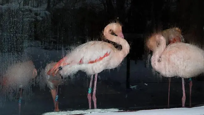 Рожеві фламінго у скляному вольєрі в Київcькому зоопарку. Вольєри з тваринами обігрівають генераторами та печами 