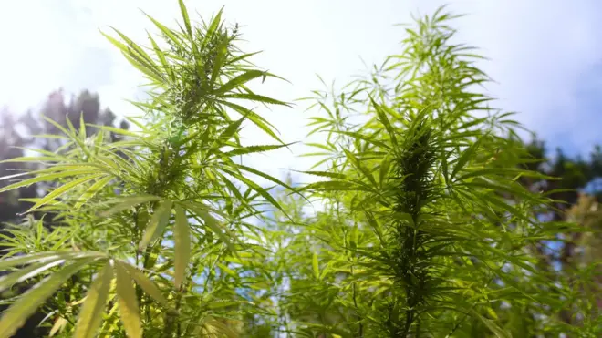 ต้นกัญชา