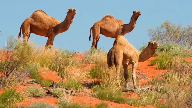 Gaala hin madaqne Awustraaliyaatti