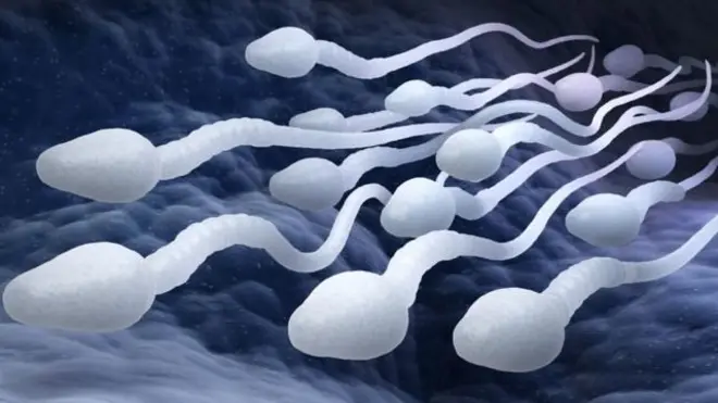 精子