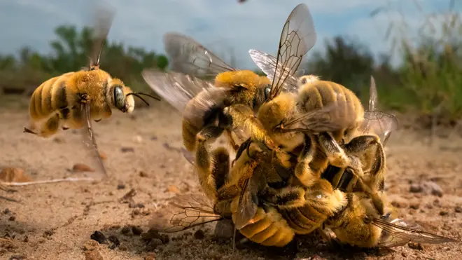 Cactus bees