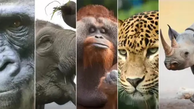 ሊጠፉ የተቃረቡ እንስሳት