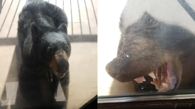 A black bear can weigh between 68 and 158 kg