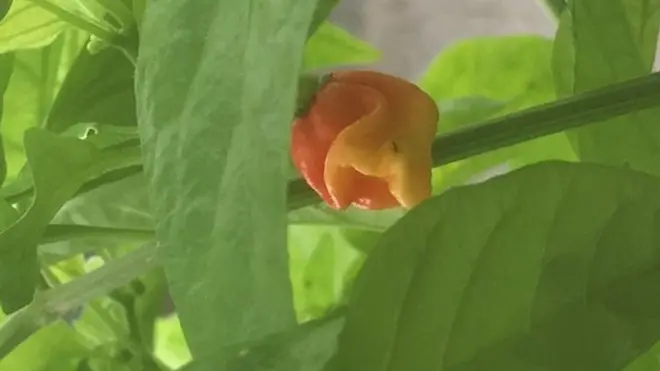 перец "Дыхание дракона"