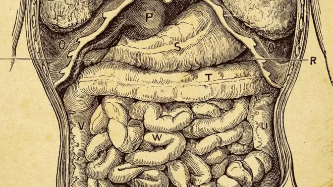 أفادت دراسات متنوعة بأن الميكروبات الموجودة في جهازنا الهضمي أكثر أهمية لصحتنا مما كان يُعتقد من قبل