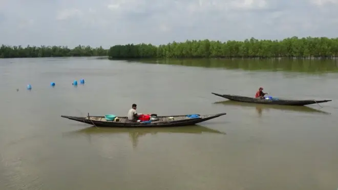 সুন্দরবনের নদীতে জাল ফেলে মাছ ধরছে জেলে। 