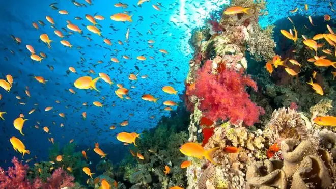 أسماك ملونة تسبح حول شعاب مرجانية مزدهرة في البحر الأحمر قبالة مصر
