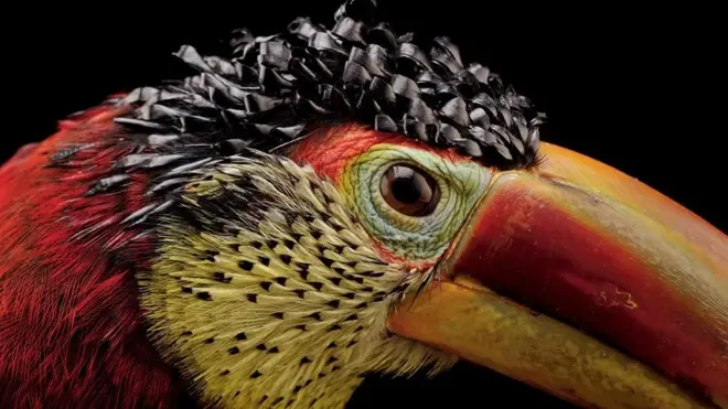 कर्ल क्रस्टेड अराकारी, डलास वर्ल्ड एक्वारियम, टेक्सस