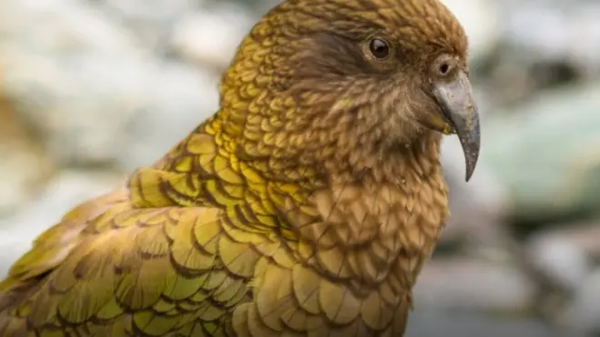 أحد طيور نيوزيلندا