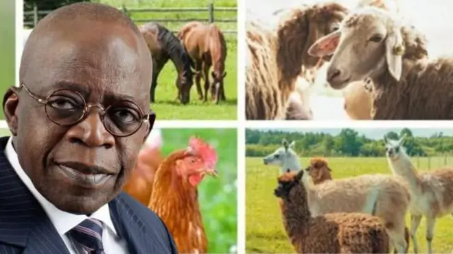 Aworan Aarẹ Tinubu ati aworan awọn ohun ọsin
