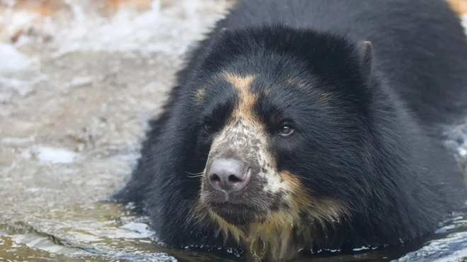 The Andean bear, Ben, is known to be "young and adventurous" according to the zoo