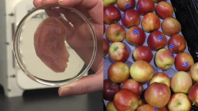 सेब, मानव कोशिकाएं