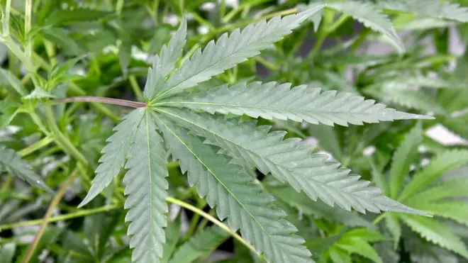Le cannabis était juste toléré en petites quantités dans le cadre de la médecine traditionnelle