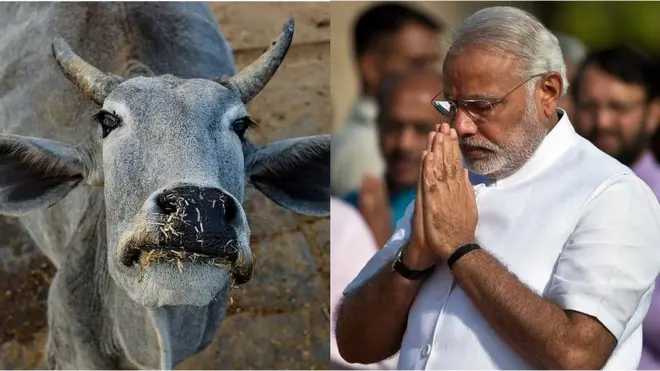 మోదీ ఆవు