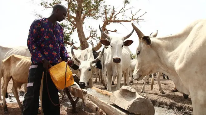 herdsman dey give im cows water.