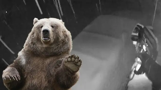 Медведь лезет в машину