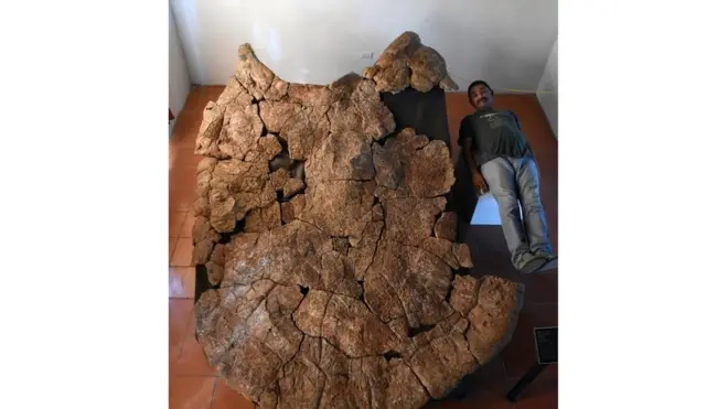 Stupendemys geographicus fossil