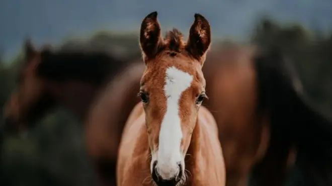 గుర్రం, జంతుసంరక్షణ, వన్యప్రాణులు, జంతువులు