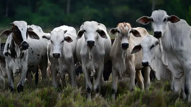 Foto de vários bois em um pasto olhando para a câmera 
