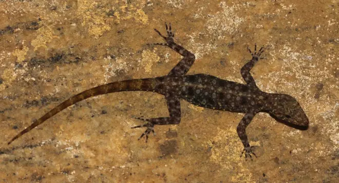 ජයවීරගේ දිවාසැරි හූනා (Cenmaspis jayaweerai)