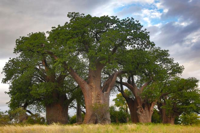 adansonia digitata ou le baobab
