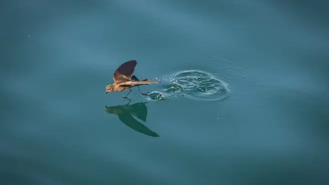 Esta imagen de McKenna Paulley fue la ganadora de la competencia. En la foto, este pájaro parece caminar por el agua buscando comida. Fue tomada en la costa de la Isla Fernandina. Los jueces se quedaron sorprendidos por el nivel de detalle capturado por Paulley.