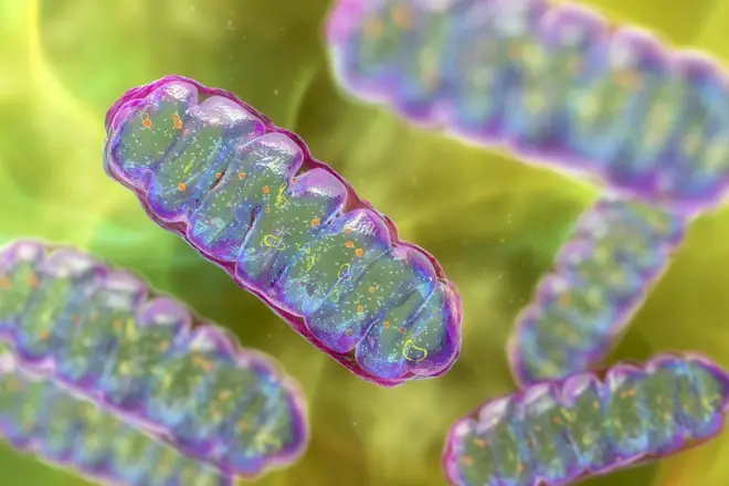 Computer illustration of mitochondria