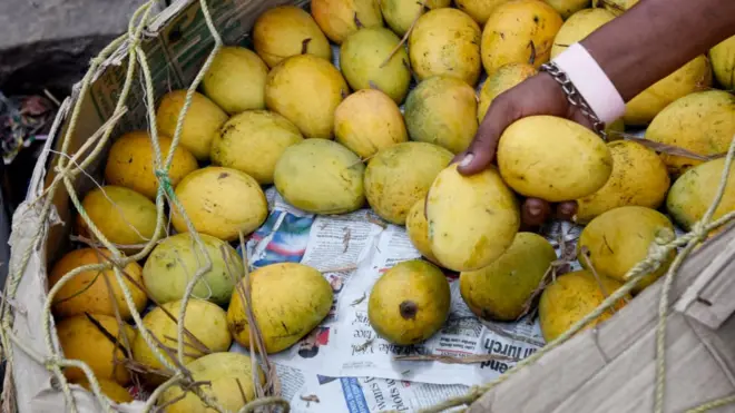 మామిడి పండ్లు
