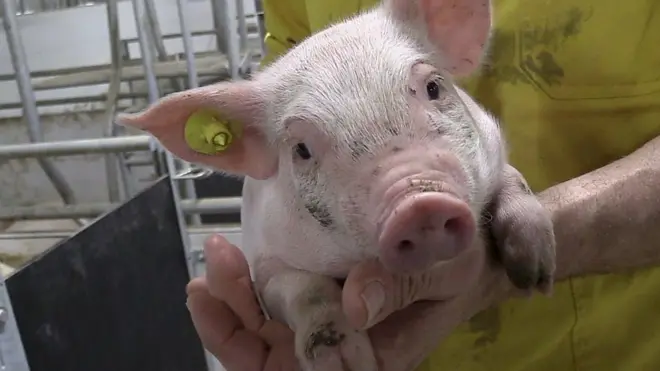 世界のさまざまな問題への独創的な取り組みを取材するBBCの番組「ワールドハック」から、薬剤耐性菌の拡大に立ち向かったオランダの農家経営者らを紹介する。