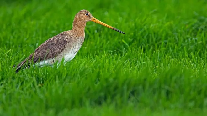 Грицик великий