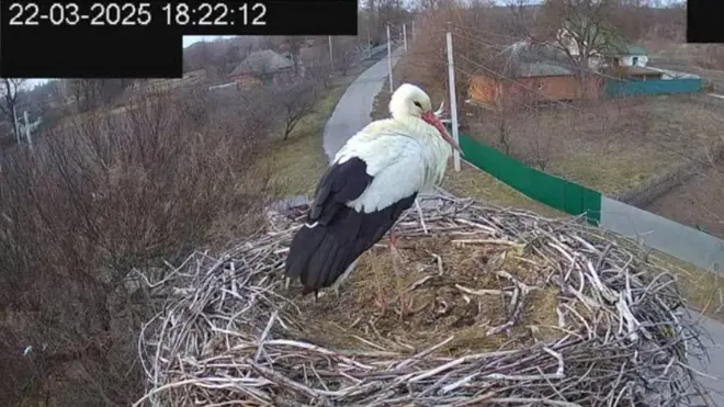 Лелека Грицько після першої ночі вдома