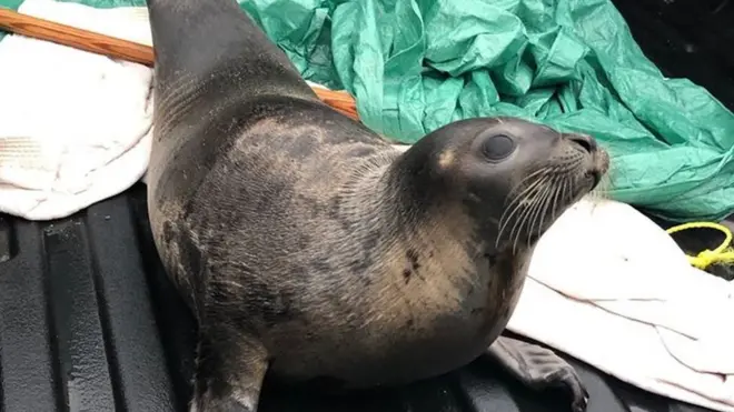 In ka badan 40 Libaax-badeed ayaa ku daaday magaalo ku taalla dalka Canada