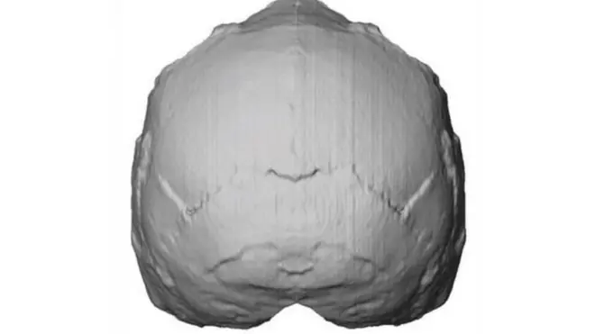 Kipimo cha fuvu kikionyesha muundo wa fuvu la binadamu wa kisasa