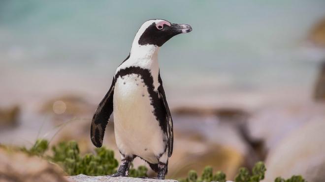 Güney Afrika sahillerinde bir Afrika pengueni