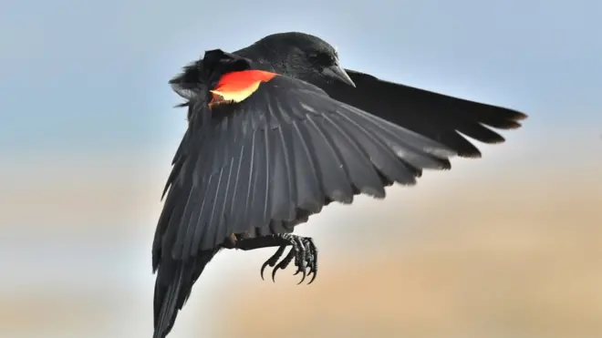 Red-winged blackbirds are not afraid to dive-bomb threatening joggers or preying hawks