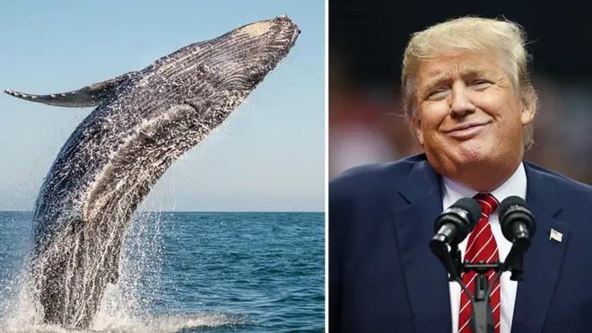 Дональд Трамп та кит